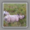 Greater One-horned Rhinoceros_1